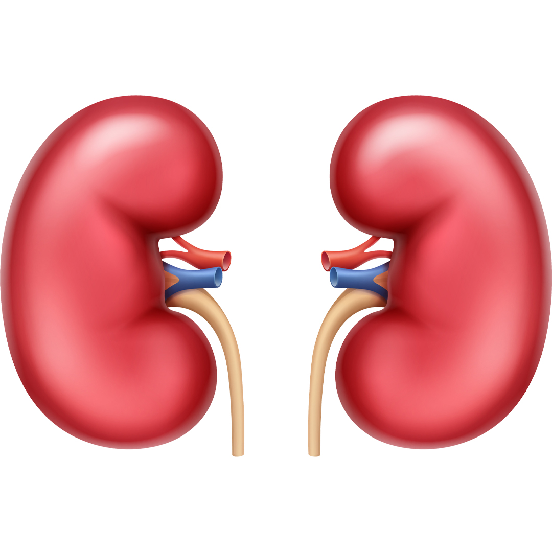 kidney.jpg